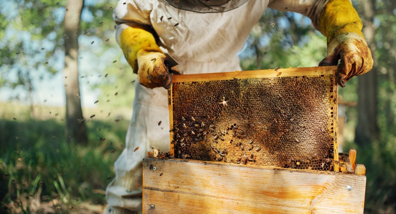 the-beekeeper-pulls-out-a-frame-with-honey-from-the-beehive-.jpg
